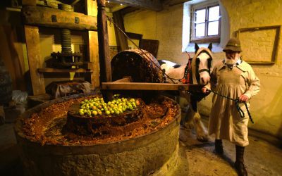 Apple Day 2026 celebrates Ashmead’s Kernel: Gloucester’s historic apple variety